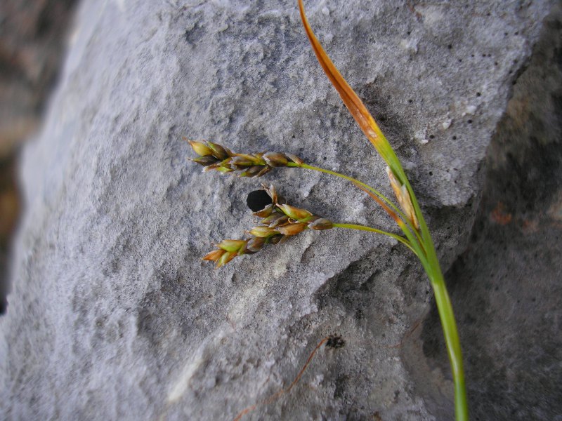 Hundstodscharte (2).JPG