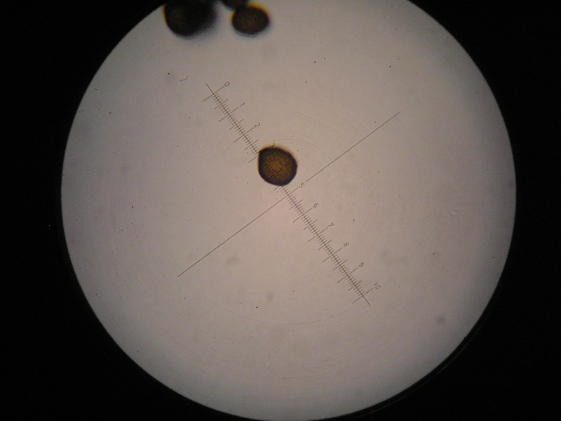 1000er SalzburgerKreuz (3).JPG