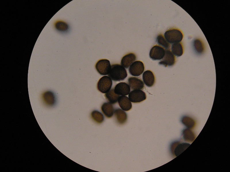 1000er SalzburgerKreuz (9).JPG