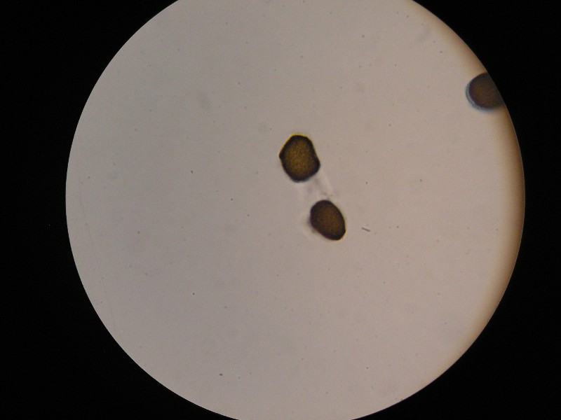 1000er SalzburgerKreuz (10).JPG