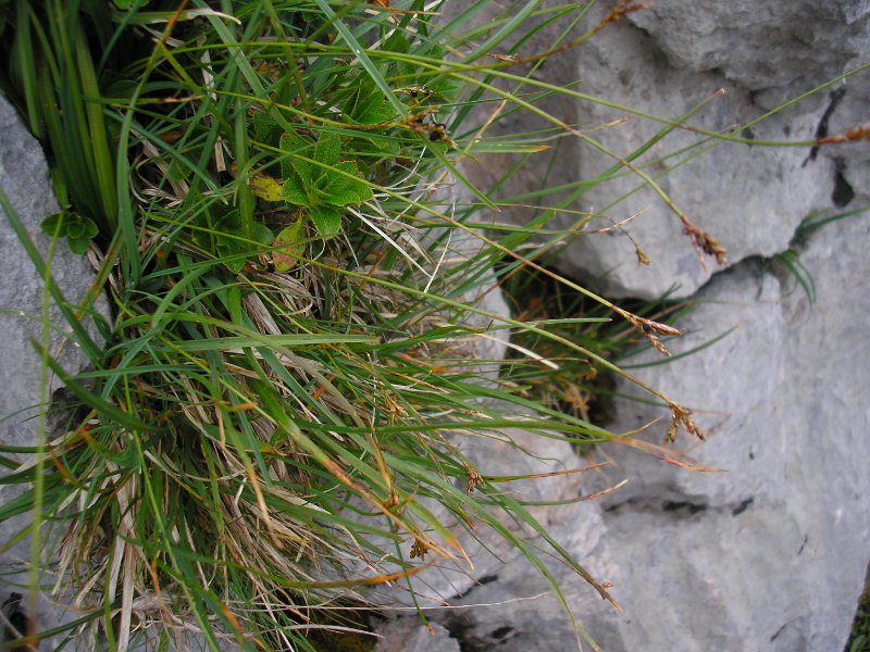 Hundstodscharte (7).JPG