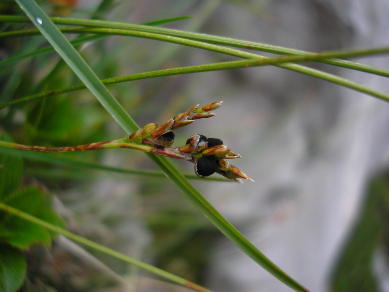 Hundstodscharte (6).JPG