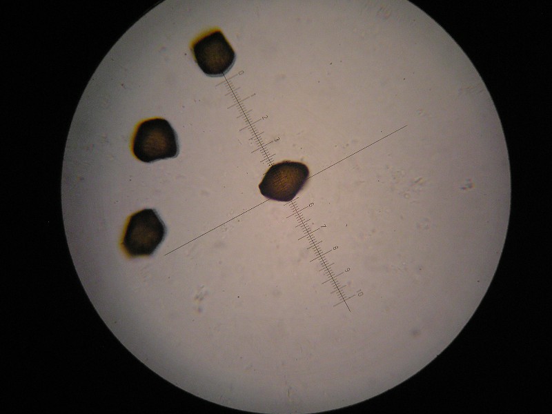 1000er Hundstod (10).JPG