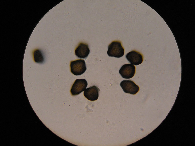 1000er Hundstod (16).JPG