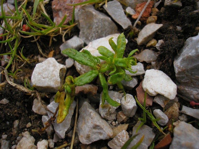 Hühnerköpfe (3).JPG