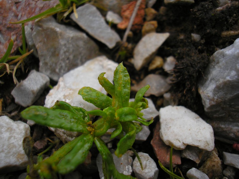 Hühnerköpfe (2).JPG