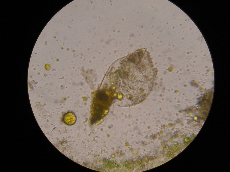 400er Hühner (4).JPG