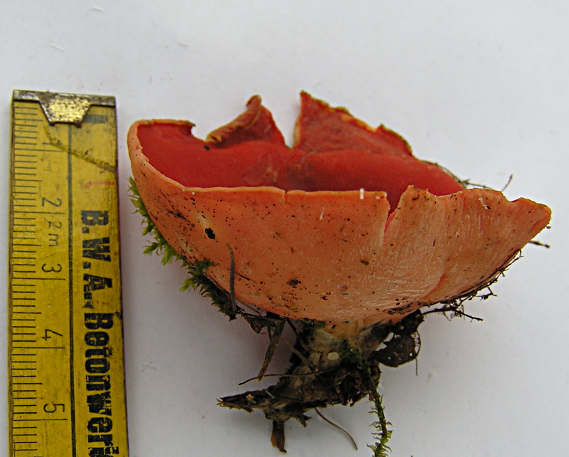 P1010305 - Kopie.JPG