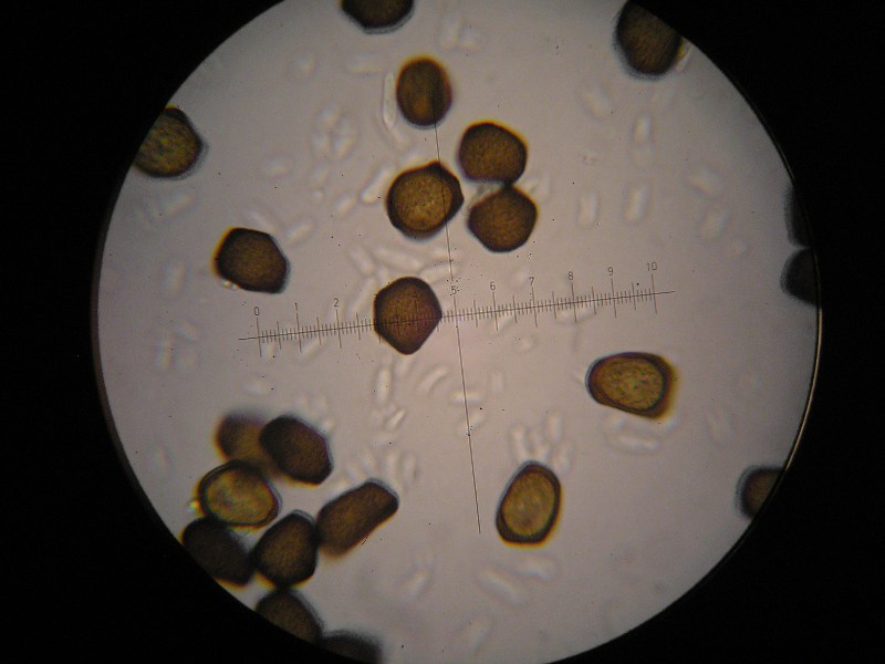 1000er Berchtes (4).JPG