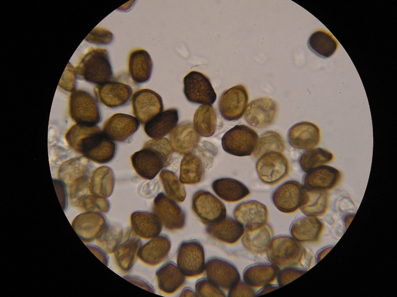 1000er Berchtes (12).JPG