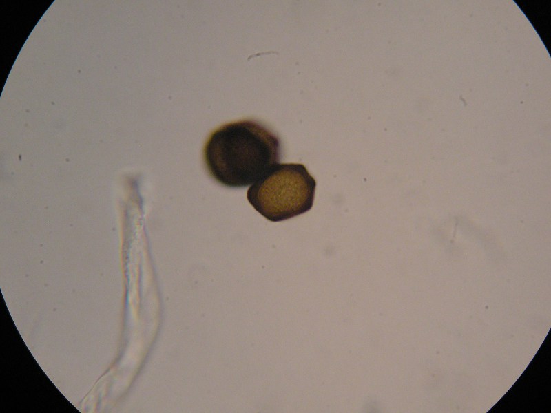 1000er Berchtes (15).JPG