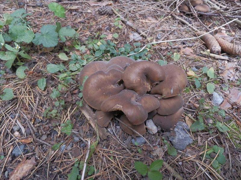 Lyophyllum sp_3.0.jpg