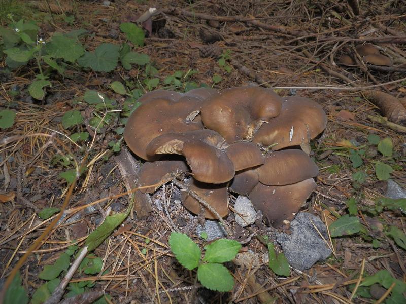 Lyophyllum sp_3.1.jpg