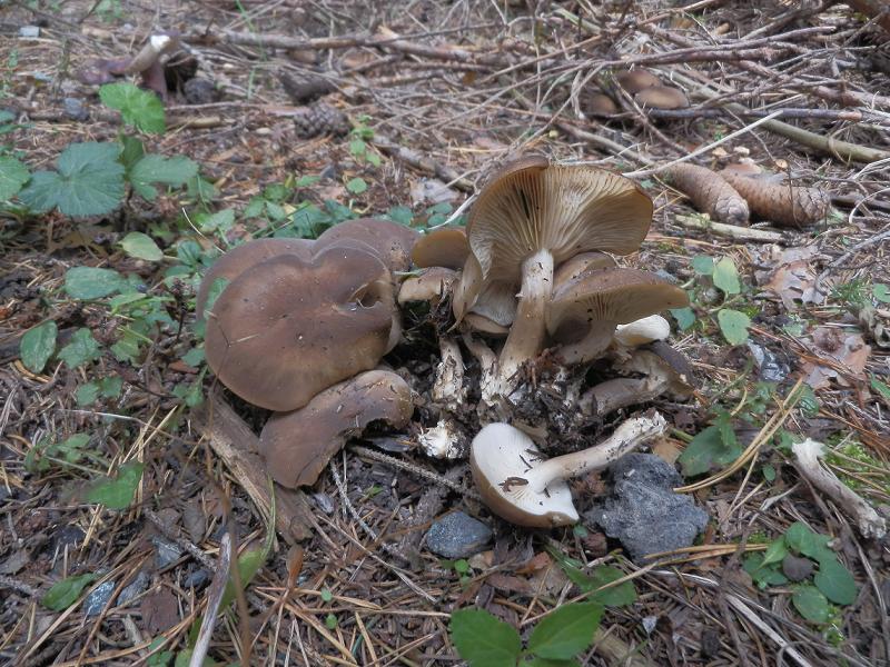 Lyophyllum sp_3.2.jpg