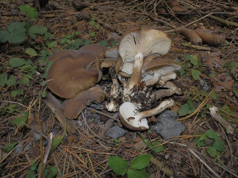 Lyophyllum sp_3.3.jpg