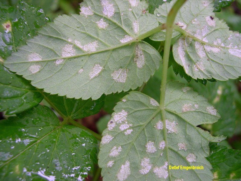 1-Plasmopara aegopodii-10.1.5.1.6.2c.JPG