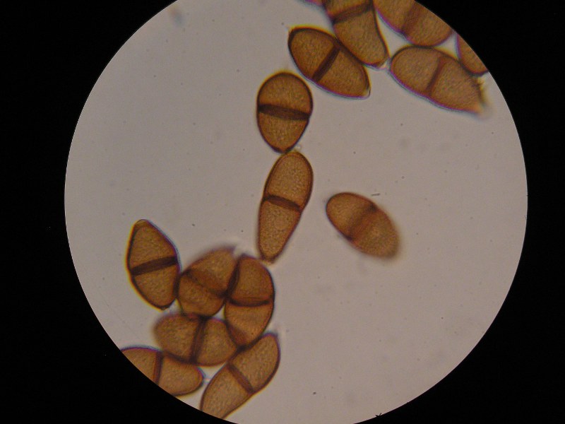 1000er Röth (4).JPG