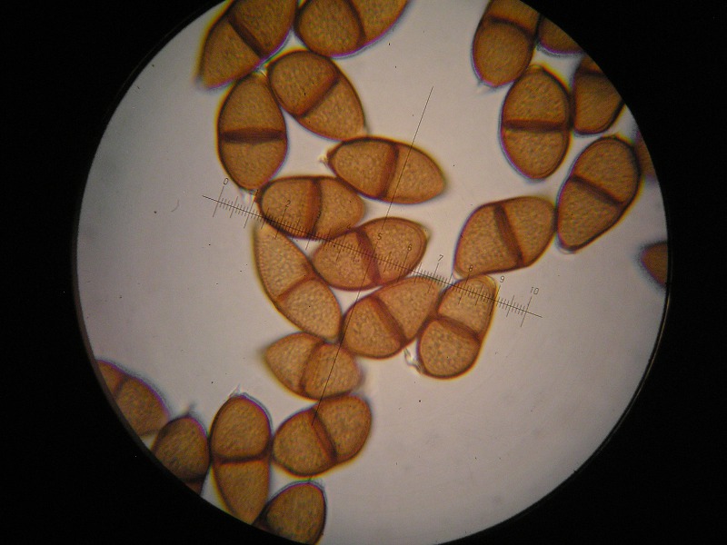 1000er Röth (10).JPG