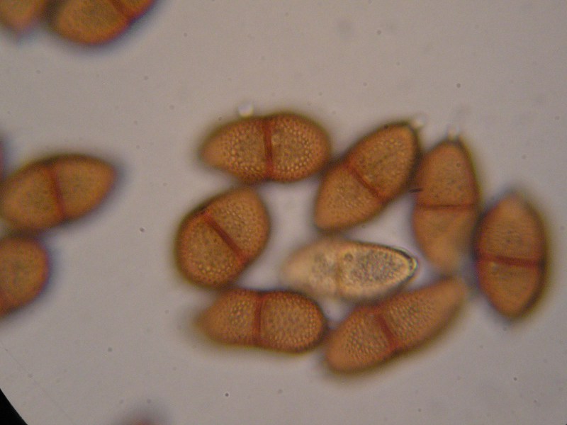 1000er Röth (14).JPG