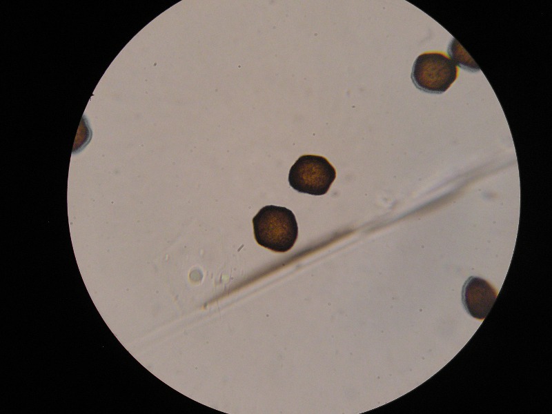 1000er Rauköpf (1).JPG