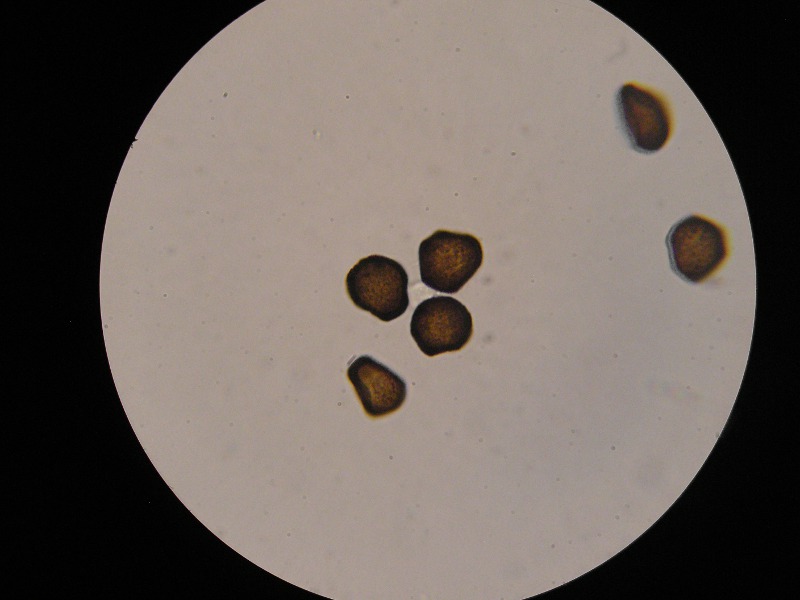 1000er Rauköpf (2).JPG