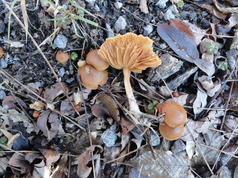 DSC04978 (800x600).jpg