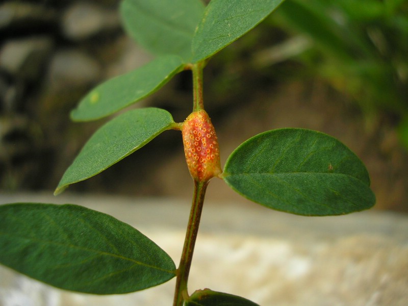 Enzianhütte (16).jpg