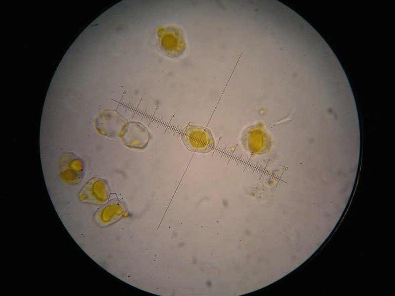 1000er Enzian (27).jpg