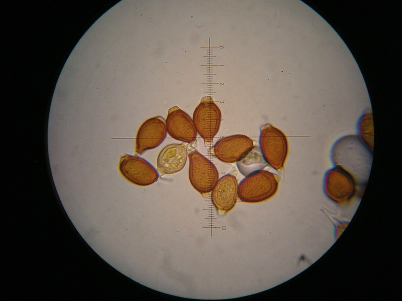 1000er Schneib (5).jpg