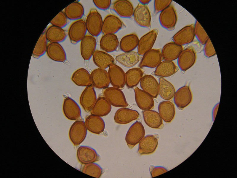 1000er Schneib (21).jpg