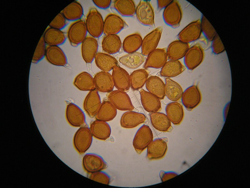 1000er Schneib (23).jpg