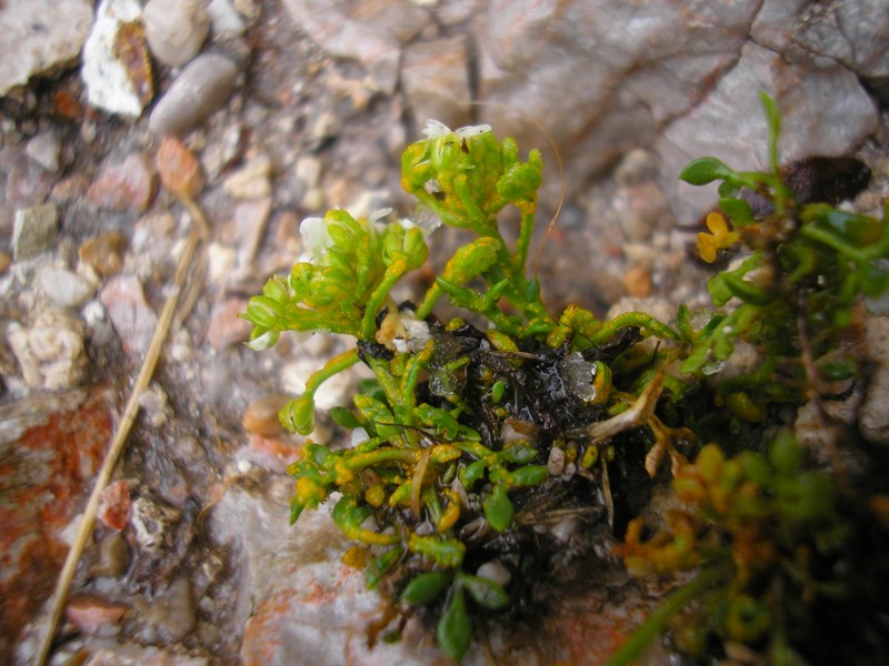 SalzburgerKreuz (6).jpg