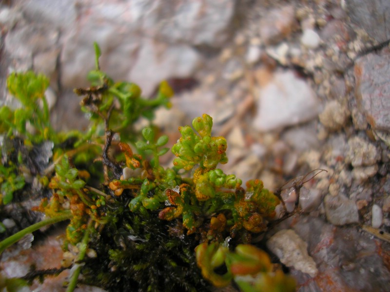 SalzburgerKreuz (4).jpg