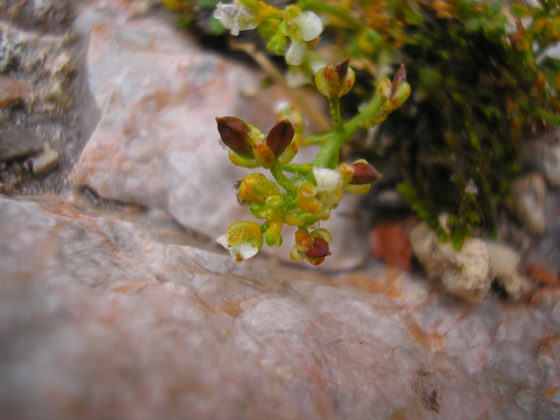 SalzburgerKreuz (7).jpg