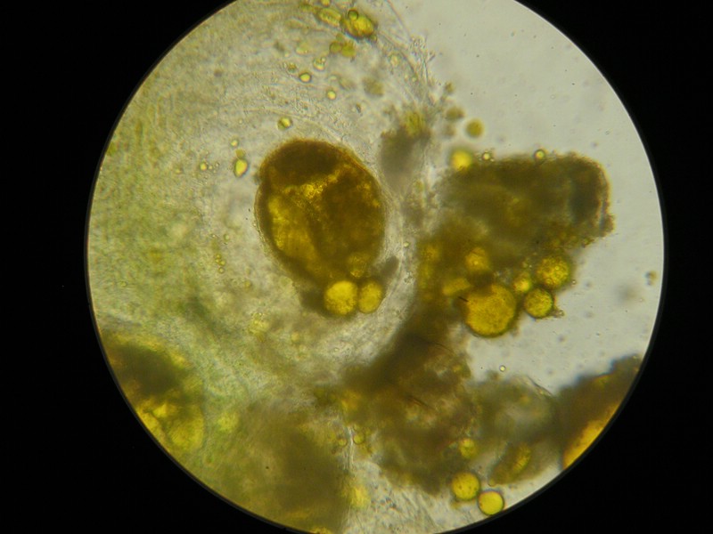 400er SalzburgerKreuz (2).jpg