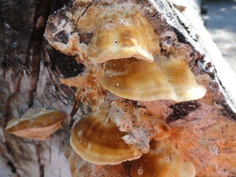 DSC04469 (800x600).jpg