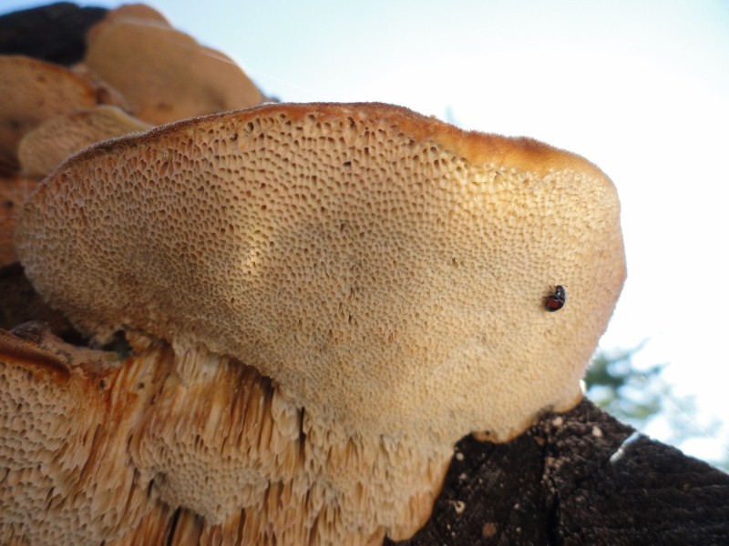 DSC04470 (800x600) (800x600).jpg