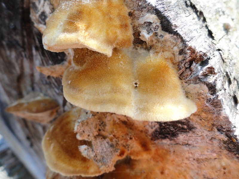 DSC04472 (800x600).jpg