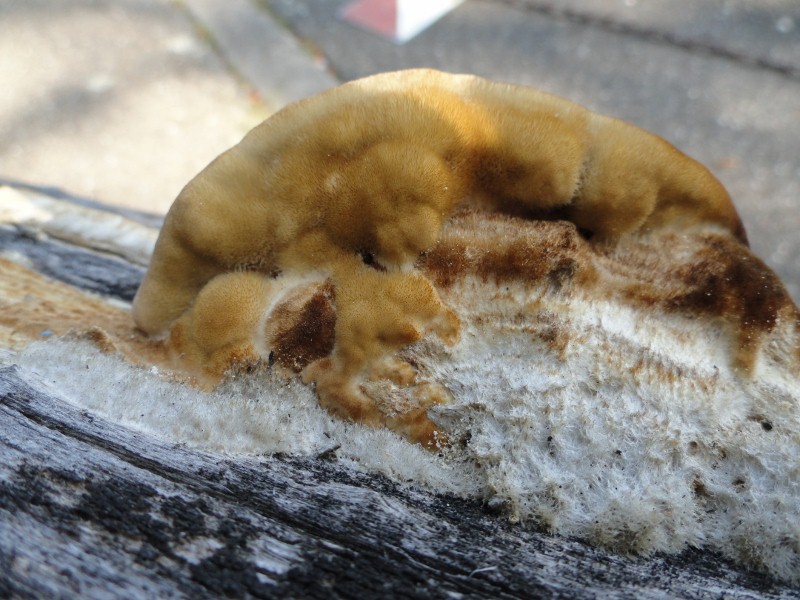 DSC04474 (800x600).jpg