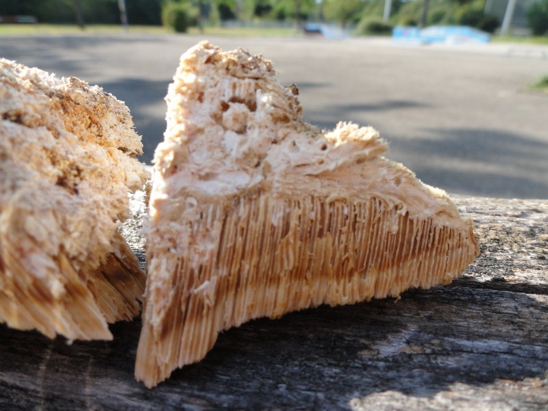 DSC04475 (800x600).jpg