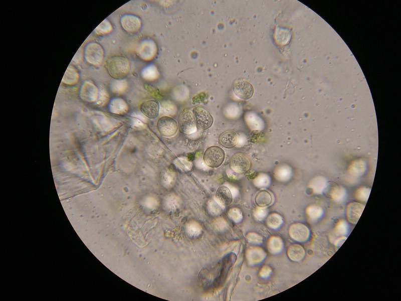 1000er Berchtes (1).jpg