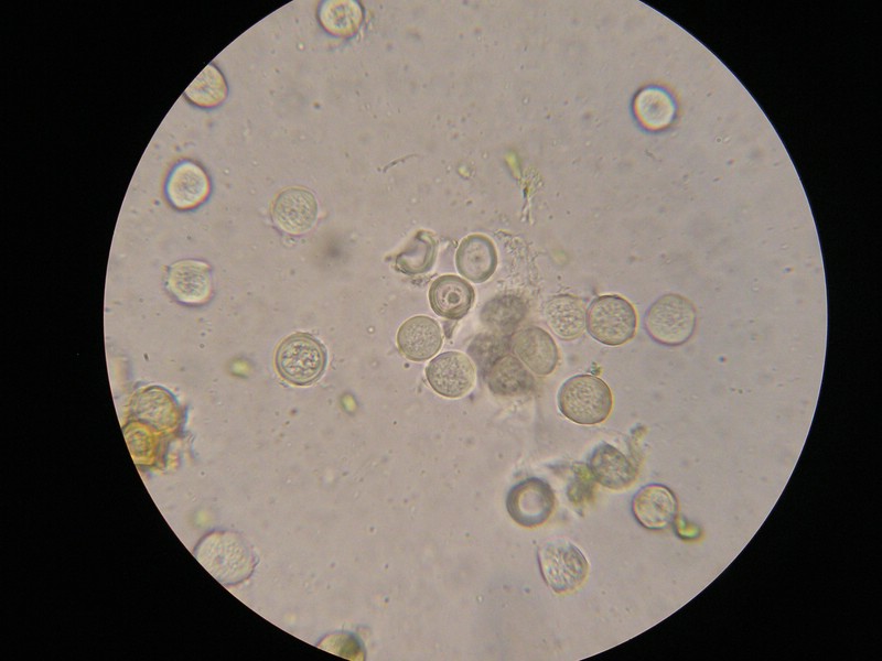 1000er Berchtes (9).jpg