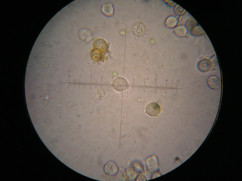 1000er Berchtes (13).jpg