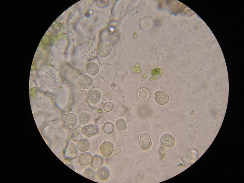 1000er Berchtes (21).jpg