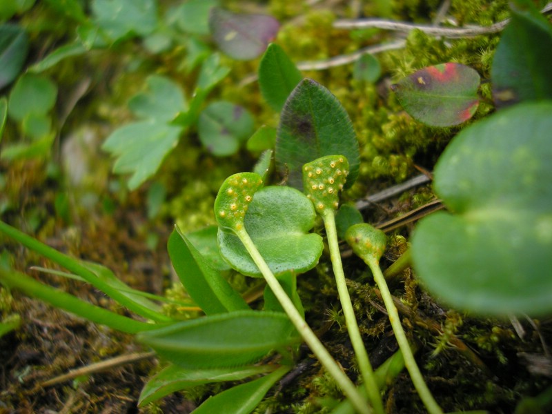 Schneibstein (2).jpg