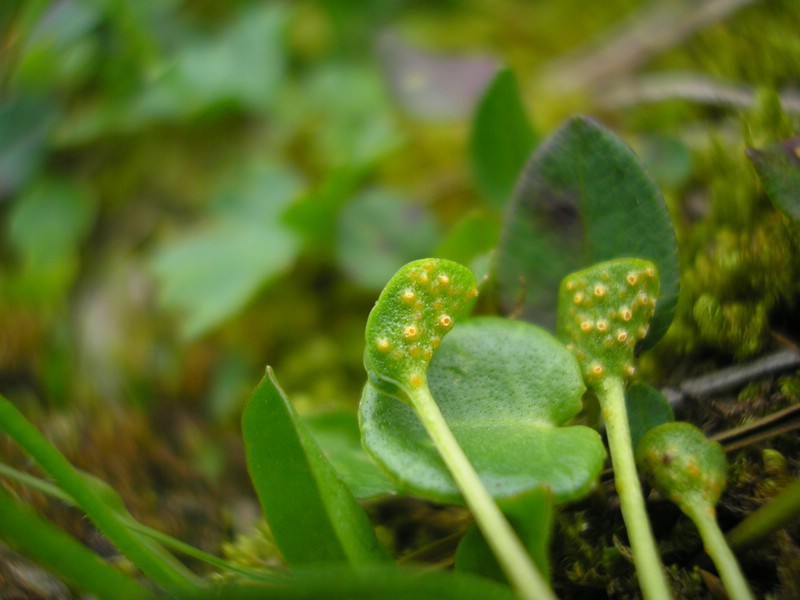 Schneibstein (4).jpg