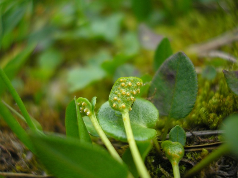 Schneibstein (8).jpg