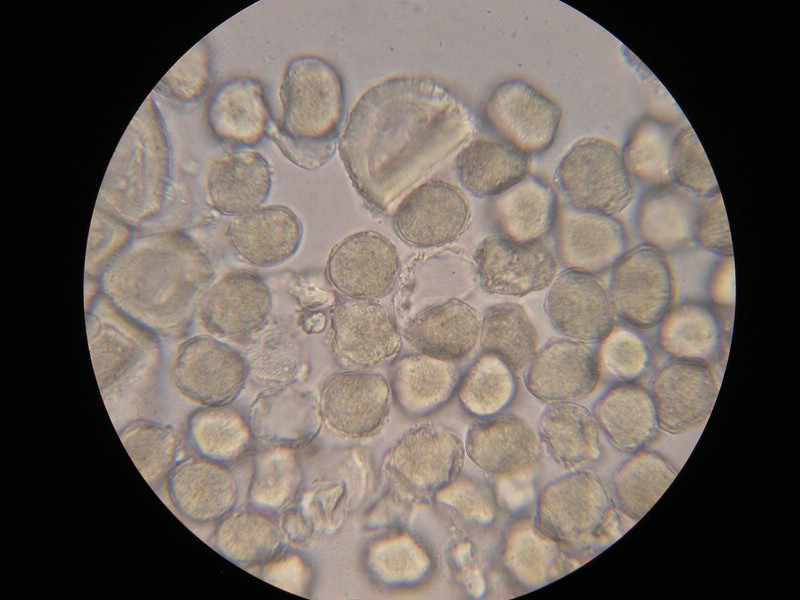 1000er Einöds (8).jpg