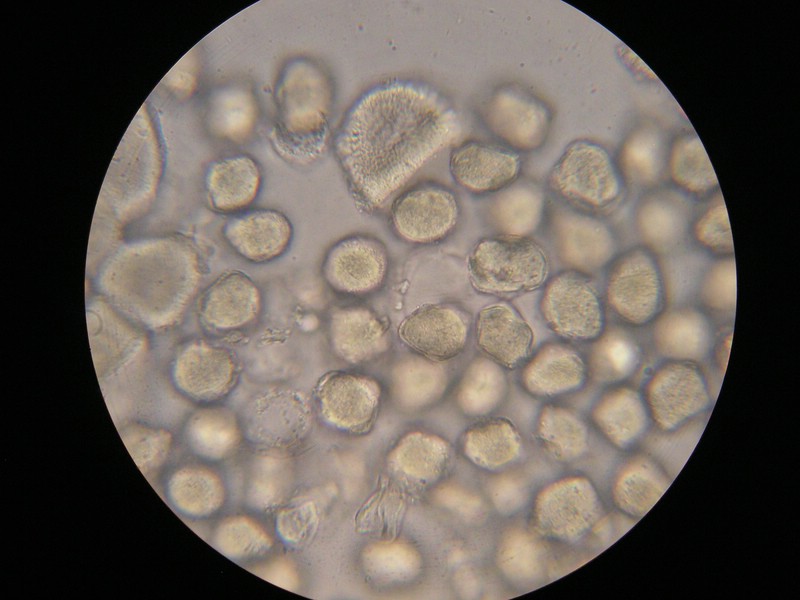 1000er Einöds (9).jpg