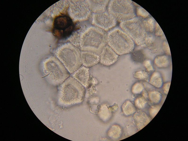 1000er Einöds (24).jpg